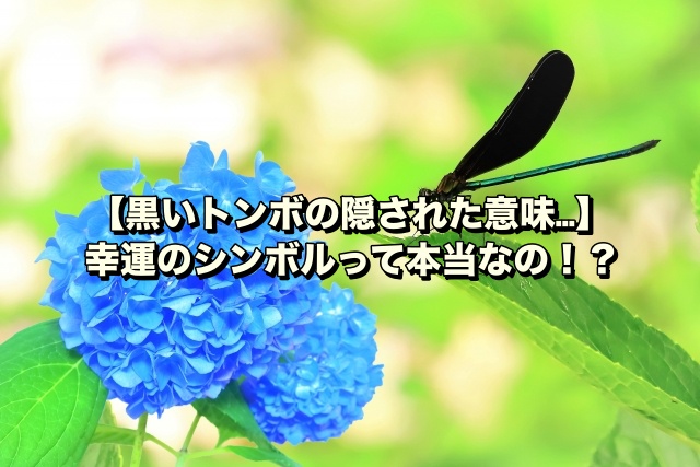 黒いトンボの隠された意味…】幸運のシンボルって本当なの！？ | 暮らしのスタンダード-クラ☆スタ