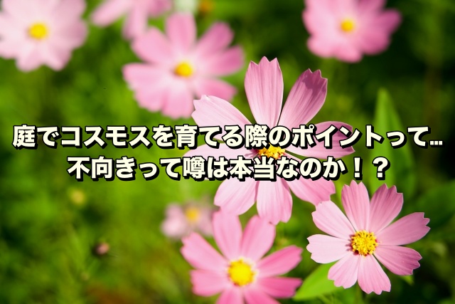 庭でコスモスを育てる際のポイントって…不向きって噂は本当なのか！？