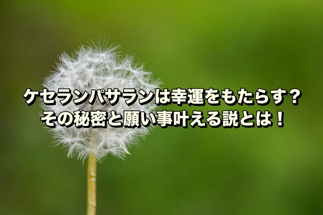 ケセランパサランは幸運をもたらす？その秘密と願い事叶える説とは！