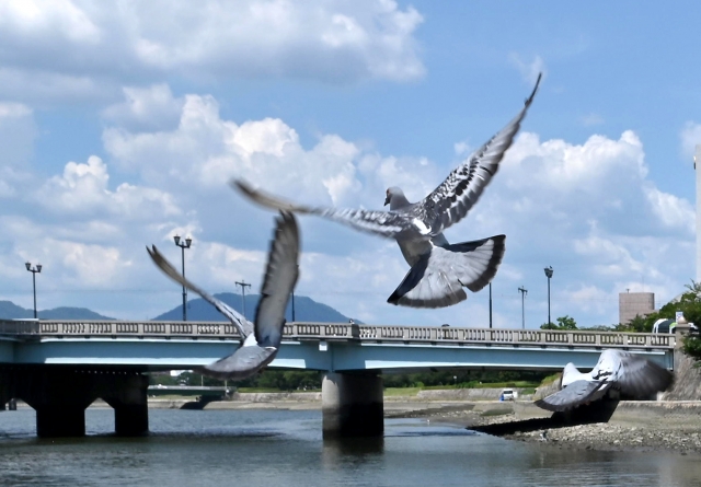 空飛ぶ鳩