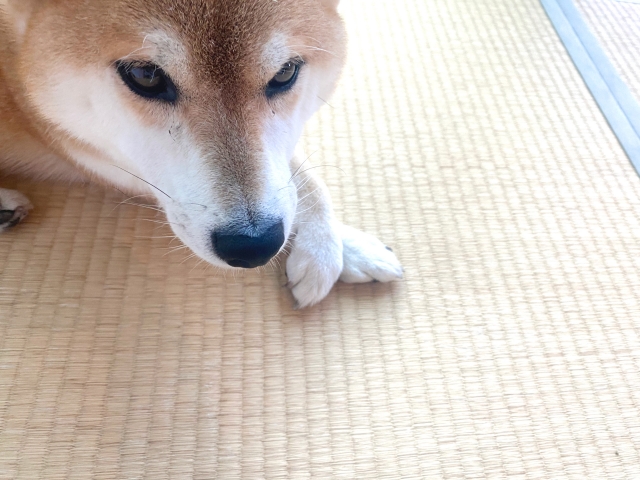 柴犬